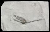 Silurian Cystoid (Caryocrinites) - New York #57688-2